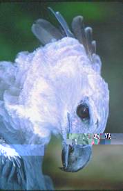 http://www.guyanazoo.org.gy/Photos/Harpy-Eagle-Fotonatura.jpg